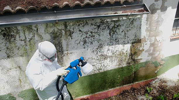 Trusted Mold Remediation service in Lemont, IL - Cheap Mold Removal